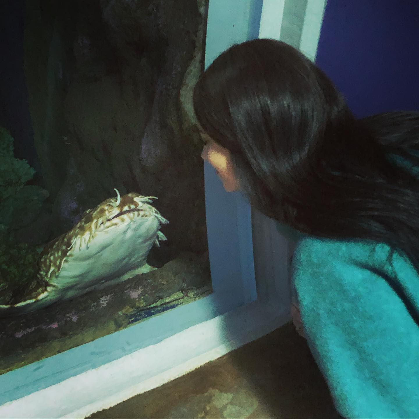 Katherine Nieman visiting a wobbegong shark at an aquarium